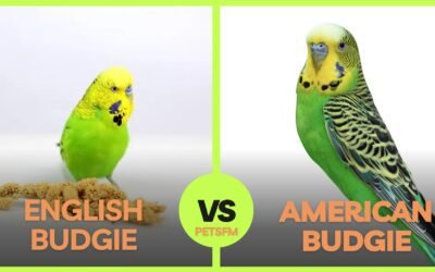 American Budgie vs. English Budgie | Which one to get?